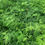 Thumbnail: Climbing Asparagus Fern
