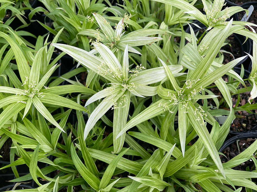 Thumbnail: Dwarf Variegated Umbrella Papyrus - 1 Gallon