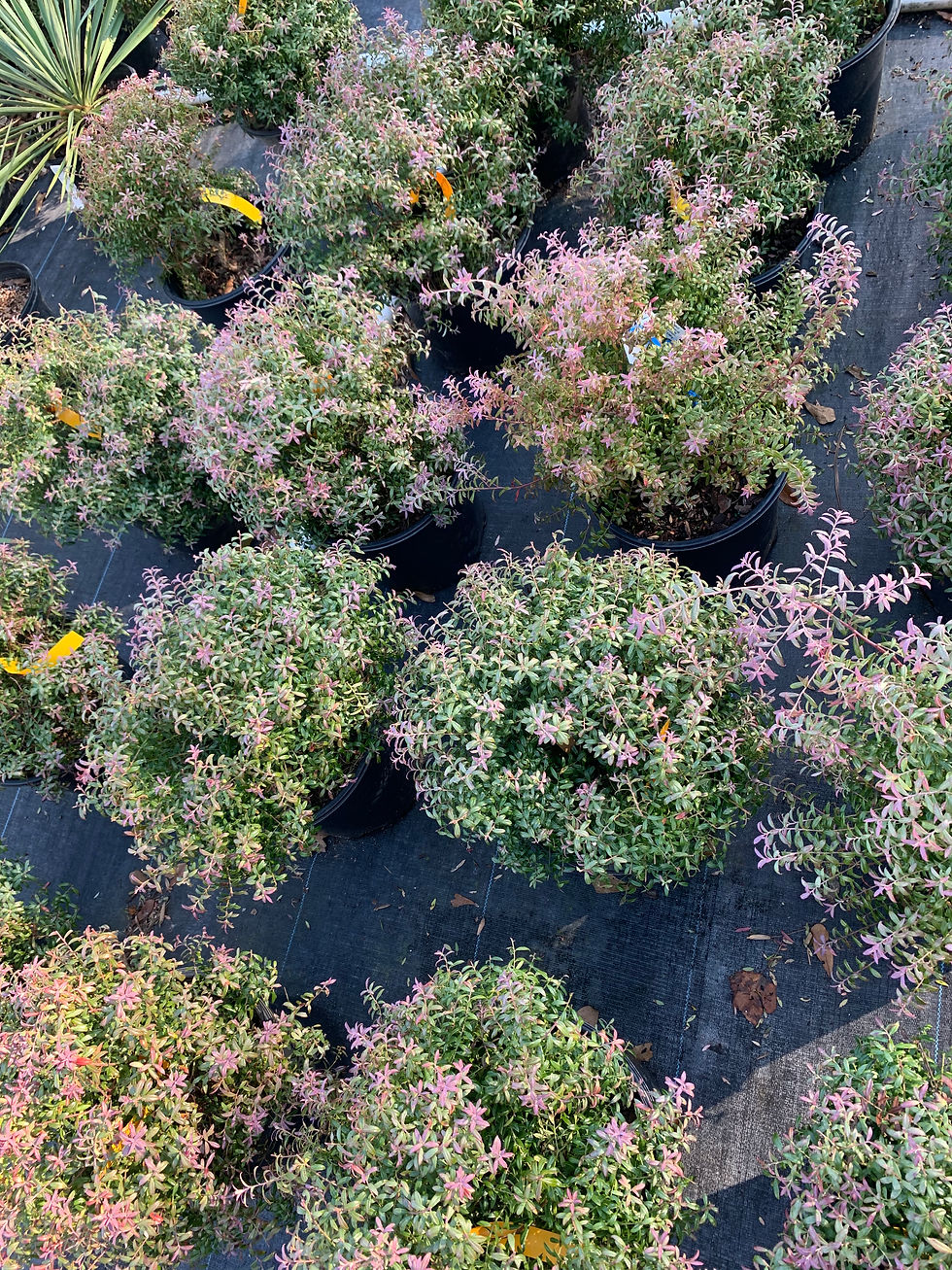 Thumbnail: Rosa's Blueberry Bush -3 gallon