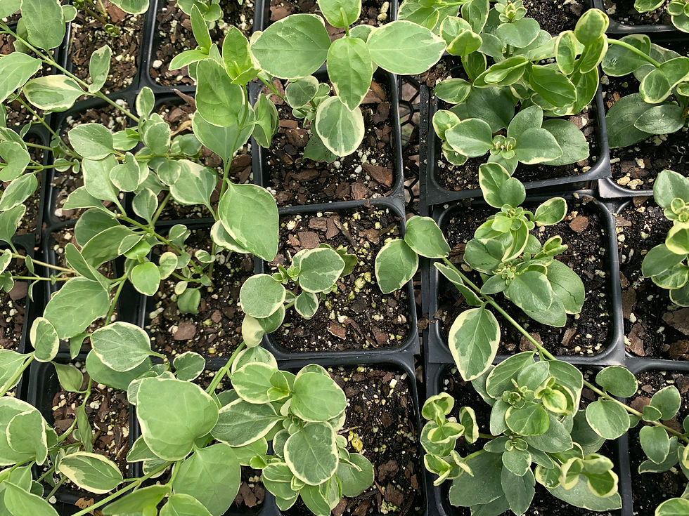 Thumbnail: Variegated Vinca - 3.5"