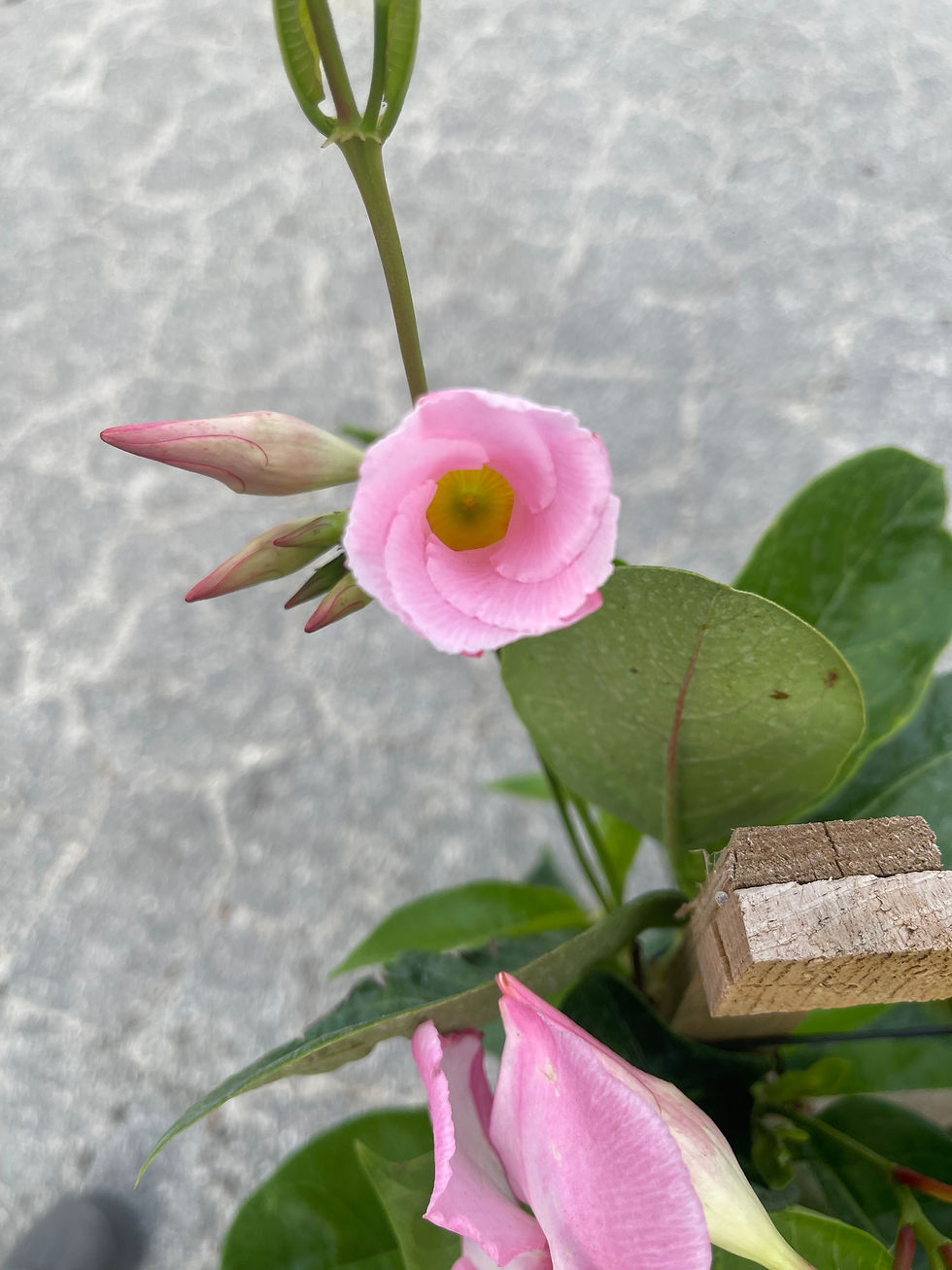 Thumbnail: Pink Mandevilla - 3 Gallon; Trellis