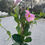 Thumbnail: Pink Mandevilla - 3 Gallon; Trellis