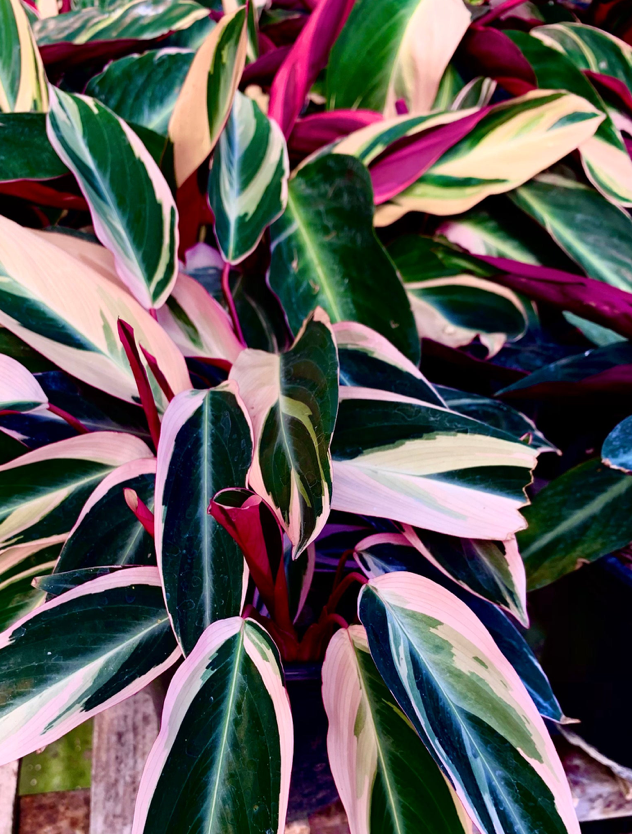 Thumbnail: Stromanthes sanguinea 'Prayer Plant'