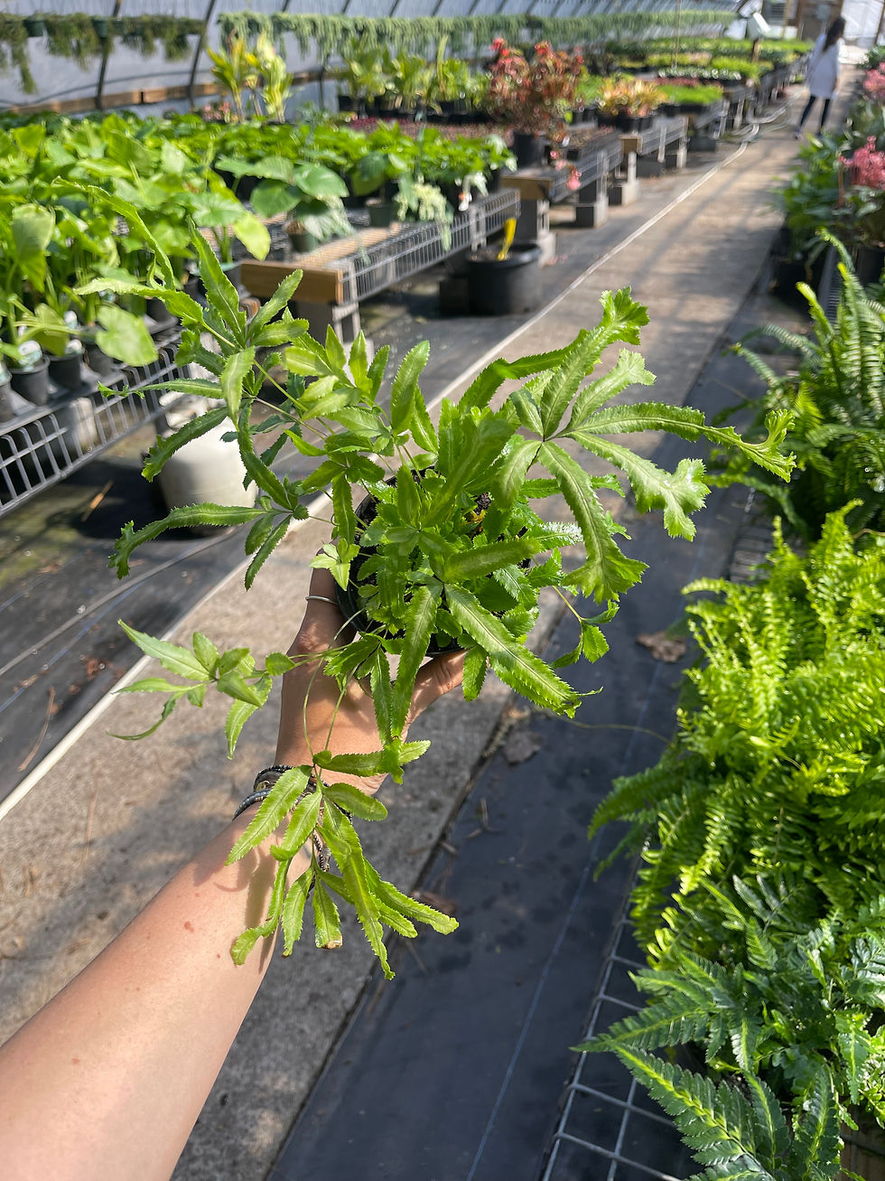 Thumbnail: Pteris 'Variegated Club Foot' Fern - 4"