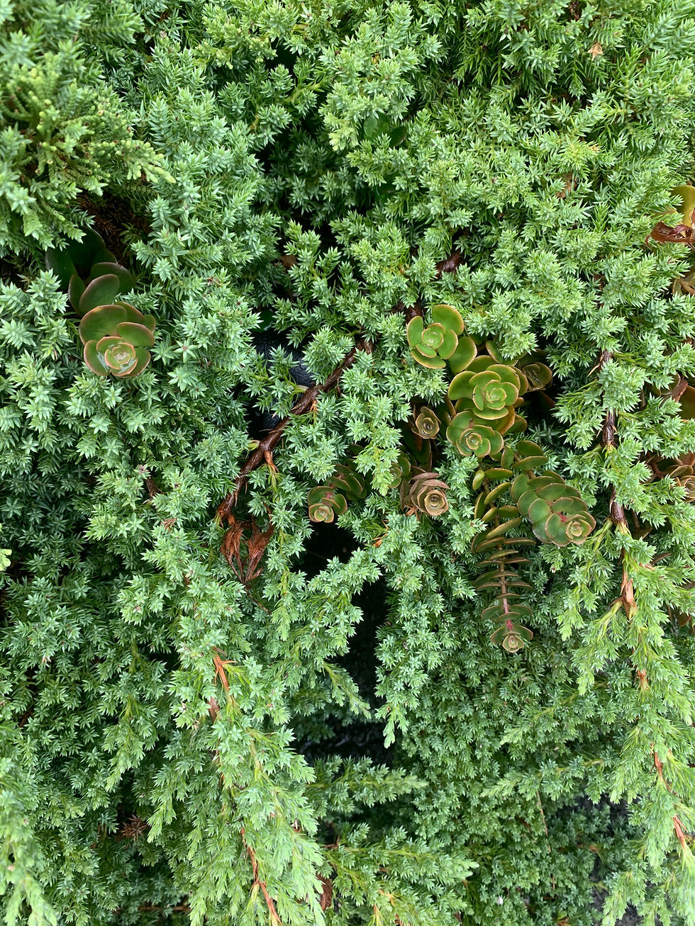 Thumbnail: Dwarf Juniper