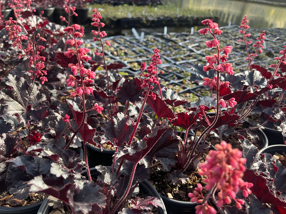 Thumbnail: Heuchera 'Timeless Night' - 1 Gallon