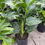 Thumbnail: White Bird of Paradise