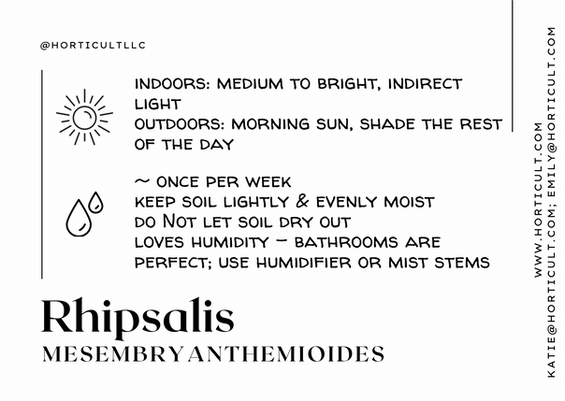Rhipsalis mesembryanthemioides Care Card