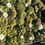 Thumbnail: Gymnocalycium anisitsii