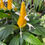 Thumbnail: Golden Shrimp Plant - 4"