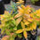 Thumbnail: Aaron's Beard Hypericum 'Brigadoon'