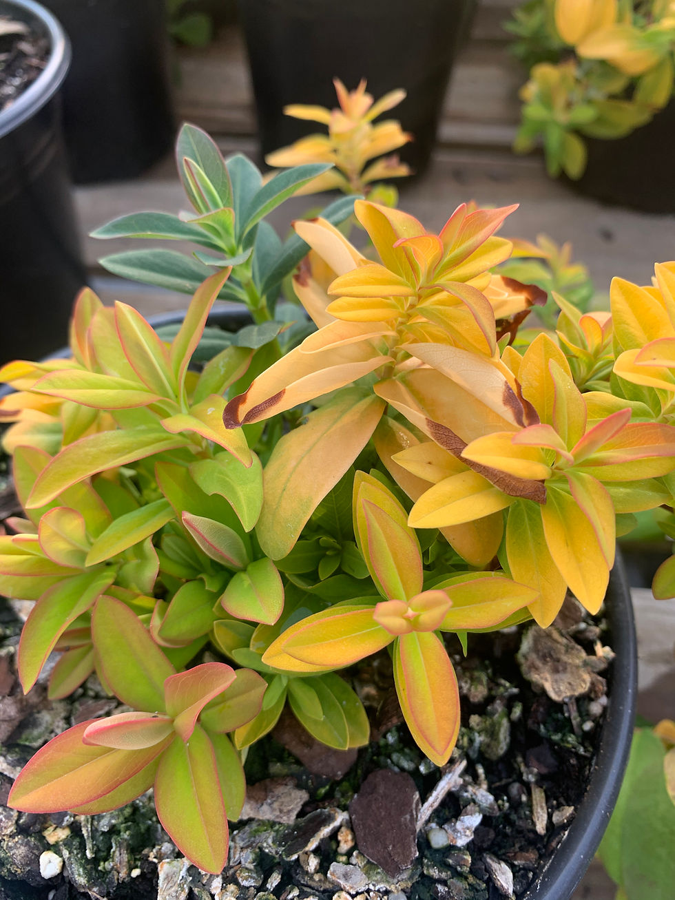 Thumbnail: Aaron's Beard Hypericum 'Brigadoon'