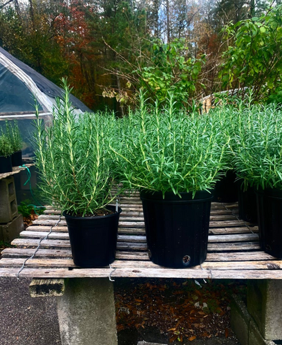 Rosemary - 1 or 3 Gallon | Horticult