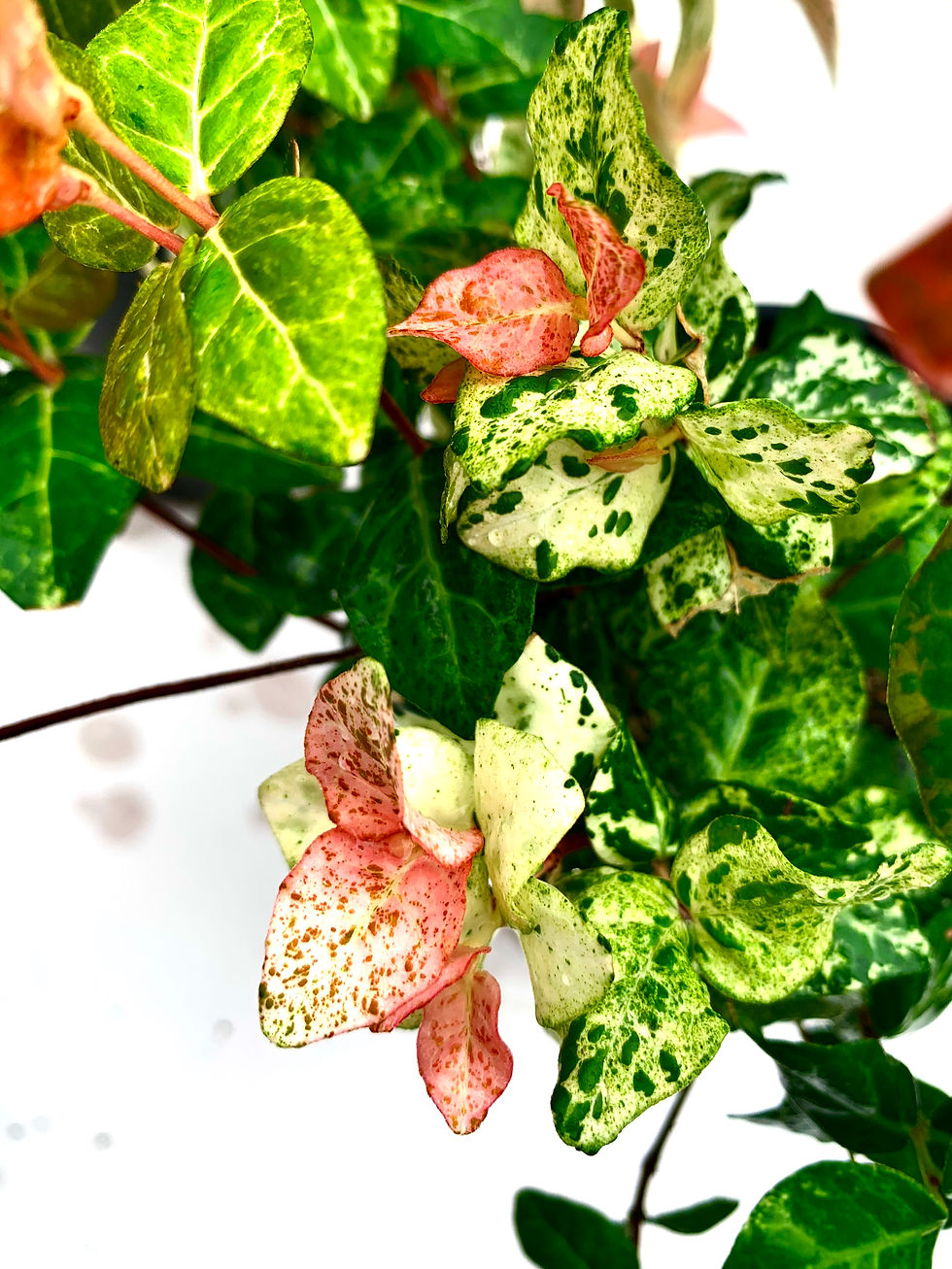 Thumbnail: Asiatic Jasmine 'Snow N Summer'