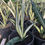 Thumbnail: Sansevieria 'Margarita Magic'