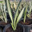 Thumbnail: Sansevieria 'Margarita Magic'