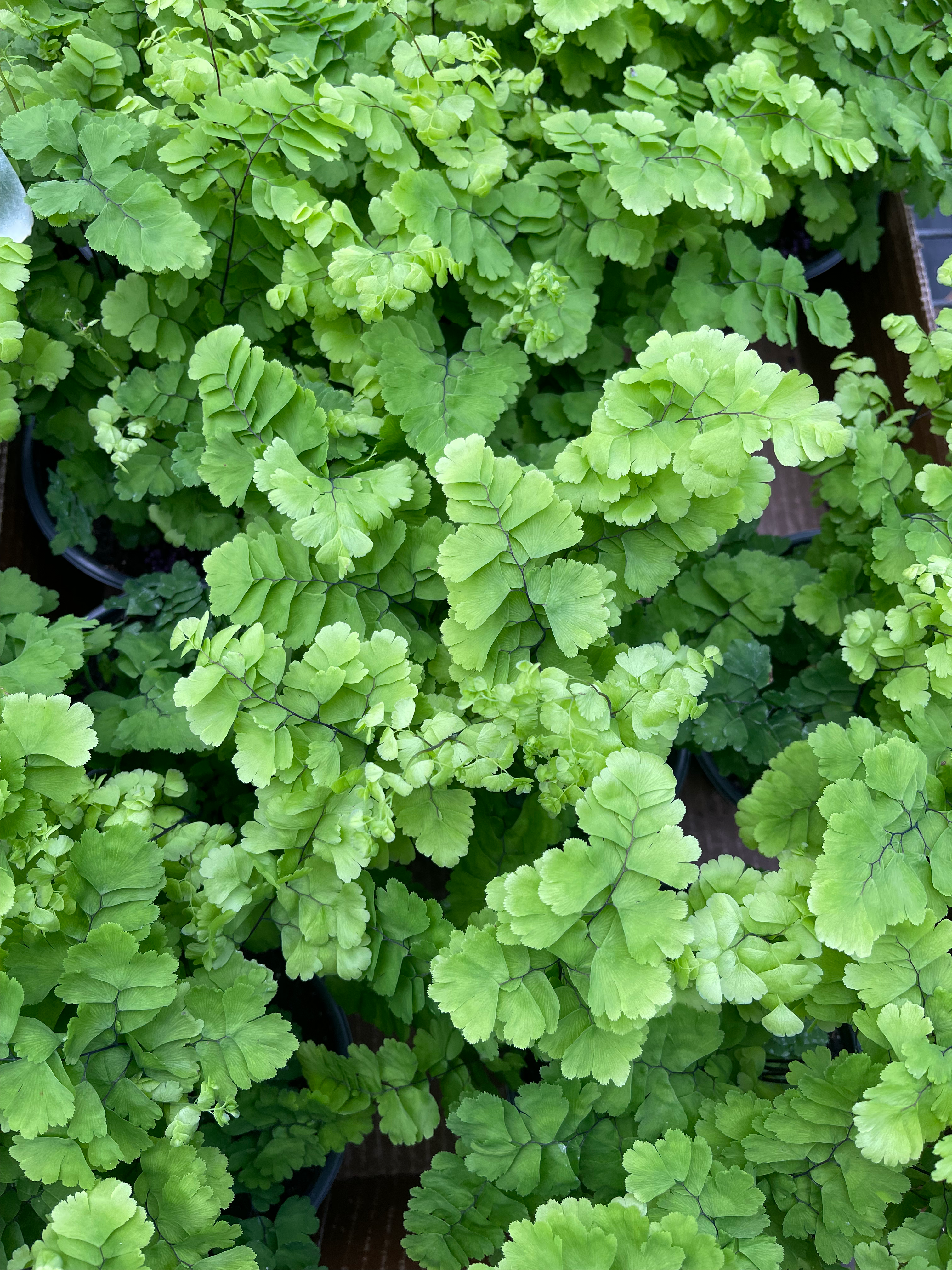 Pacific Maidenhair Fern - 4” or 6"