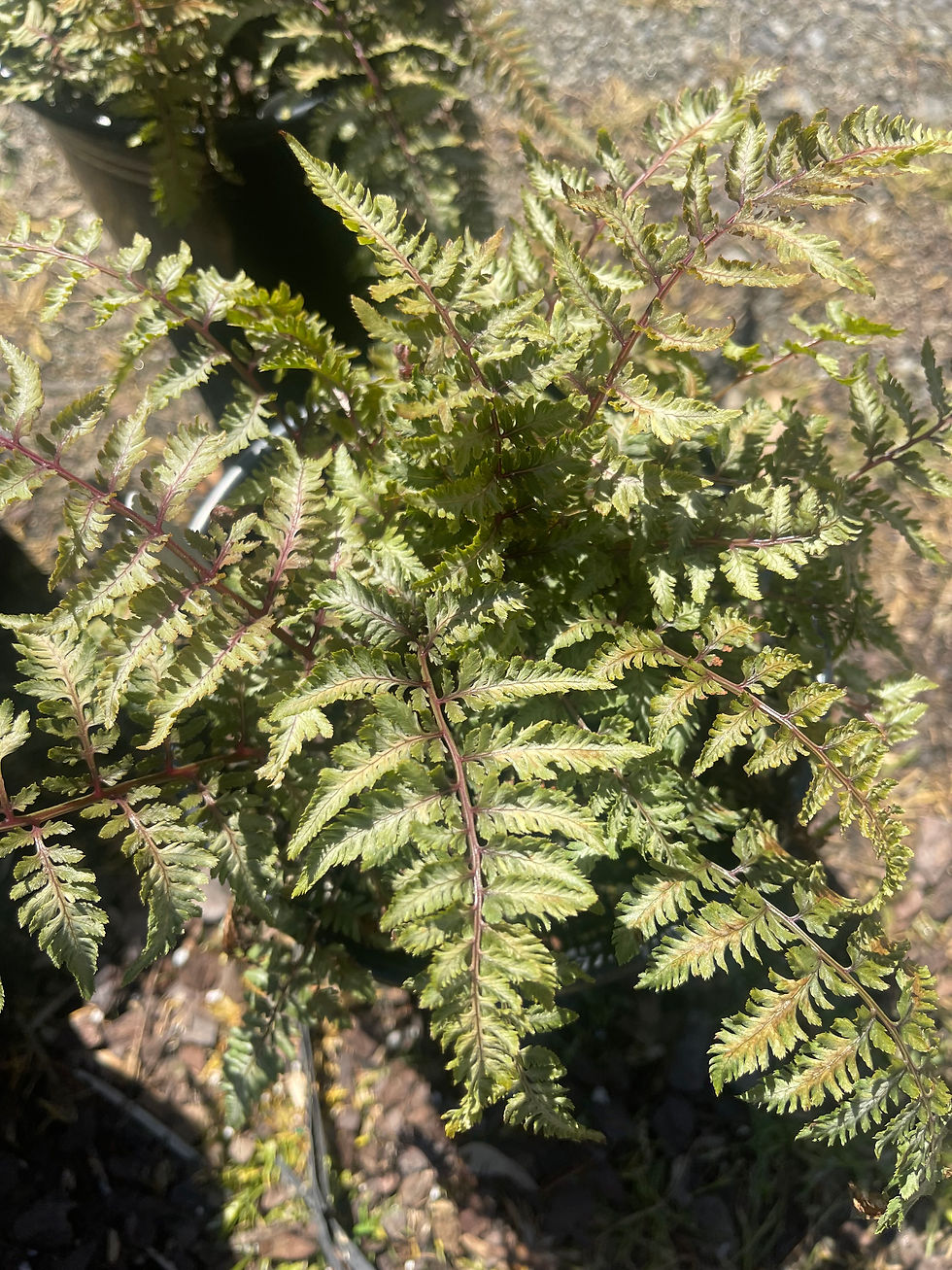 Thumbnail: Silver Painted Fern - 1 Gallon
