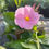 Thumbnail: Pink Mandevilla - 3 Gallon; Trellis
