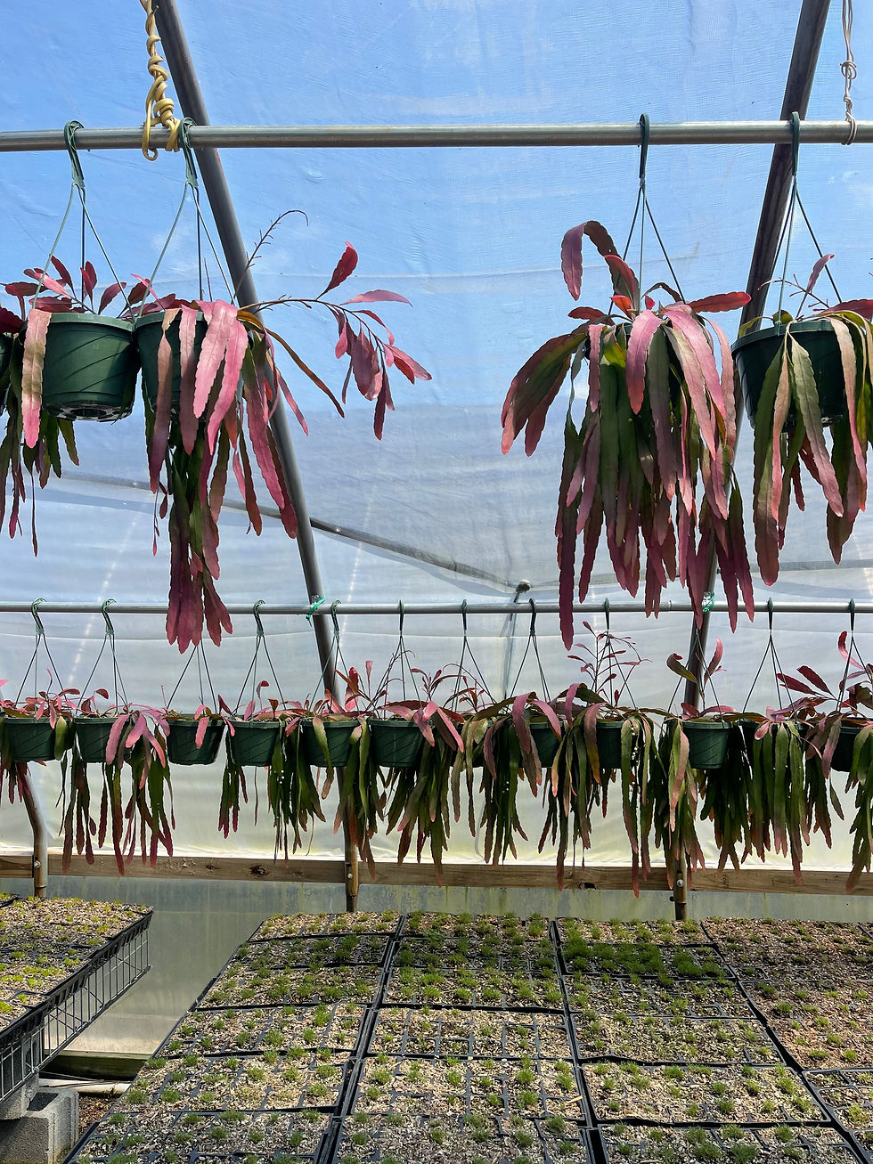 Thumbnail: Rhipsalis ramulosa