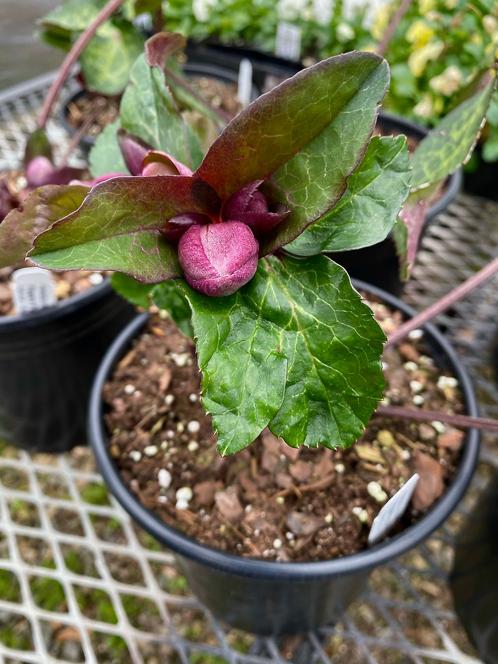 Thumbnail: Helleborus 'Pippa's Purple'