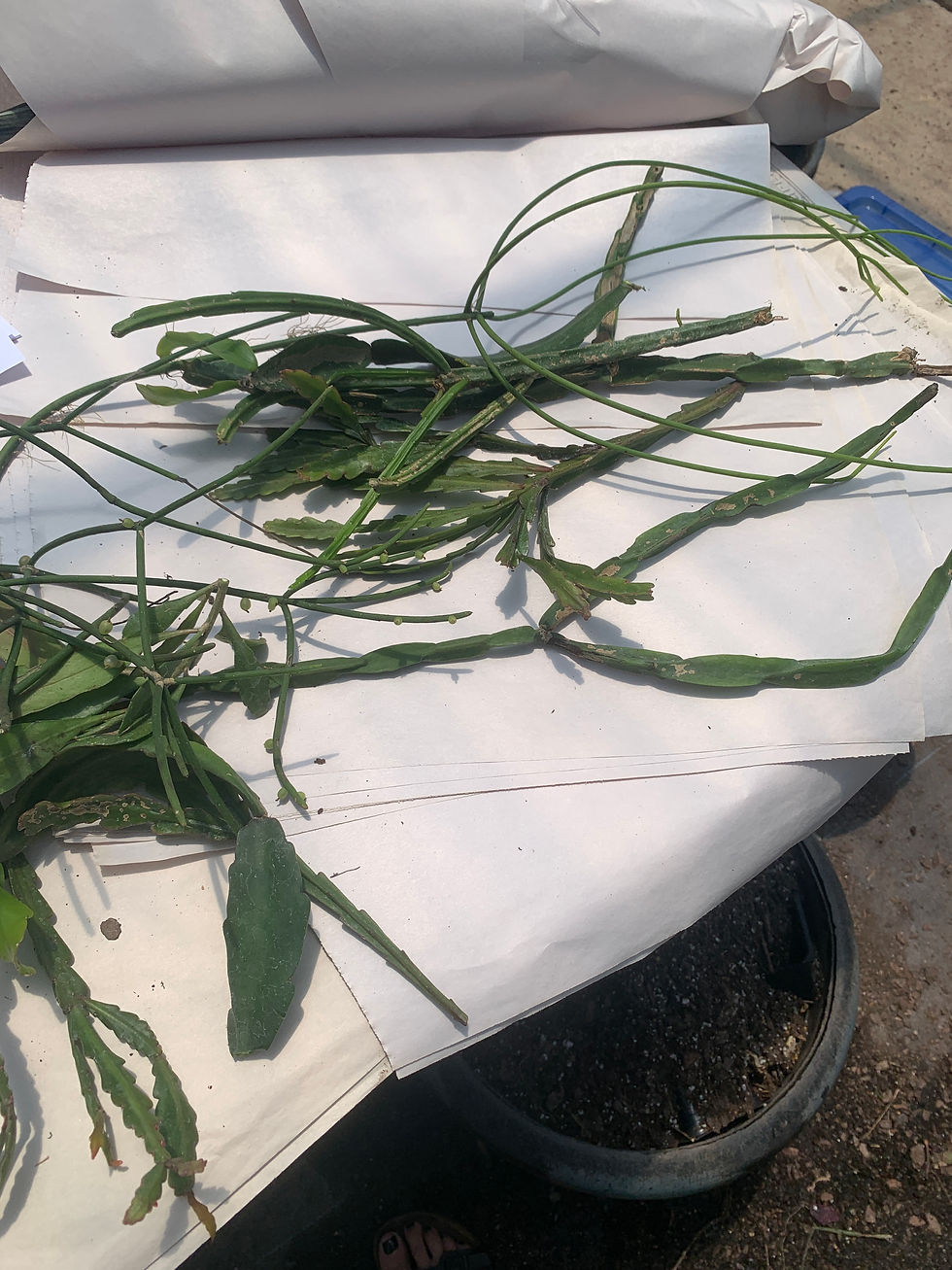 Thumbnail: Rhipsalis Unrooted Cuttings Variety Pack
