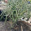 Thumbnail: Rhipsalis dissimilis