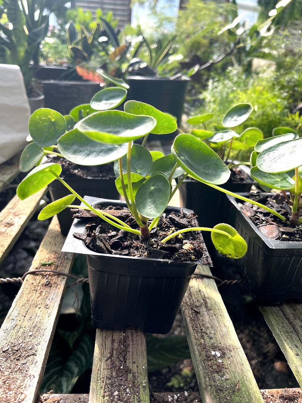 Thumbnail: Pilea peperomioides - 3.5” or 1 Gallon 