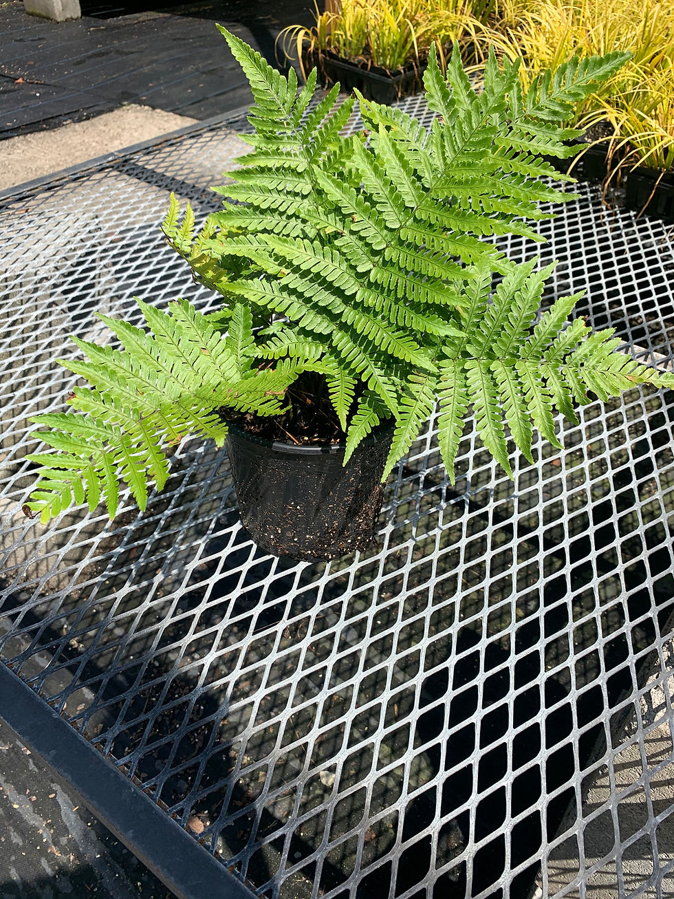 Thumbnail: Autumn Fern