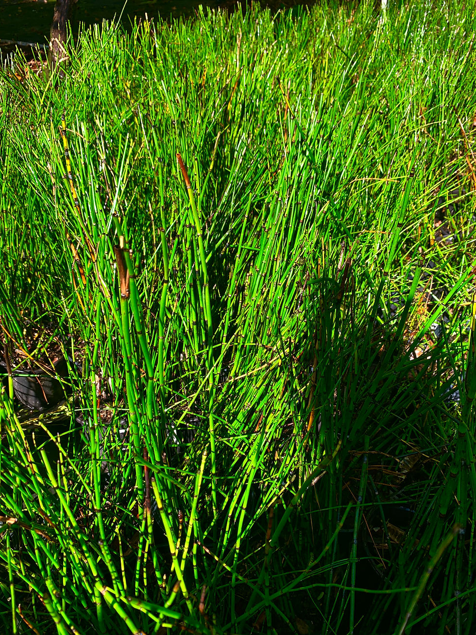 Thumbnail: Horsetail Reed