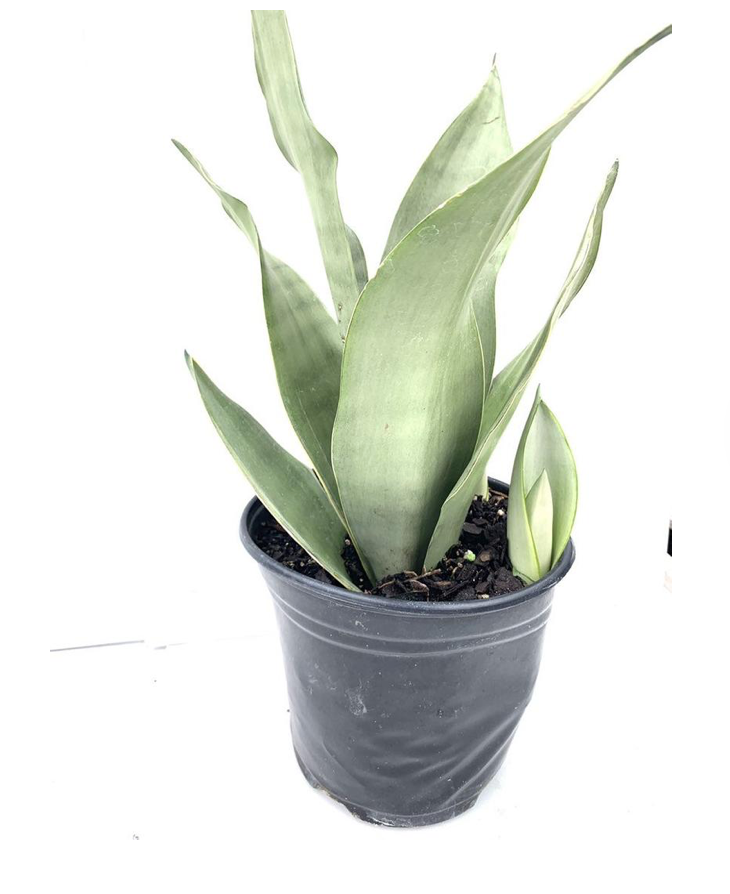 Thumbnail: Sansevieria 'Moonshine'