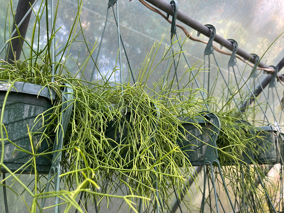 Thumbnail: Rhipsalis campos portoana