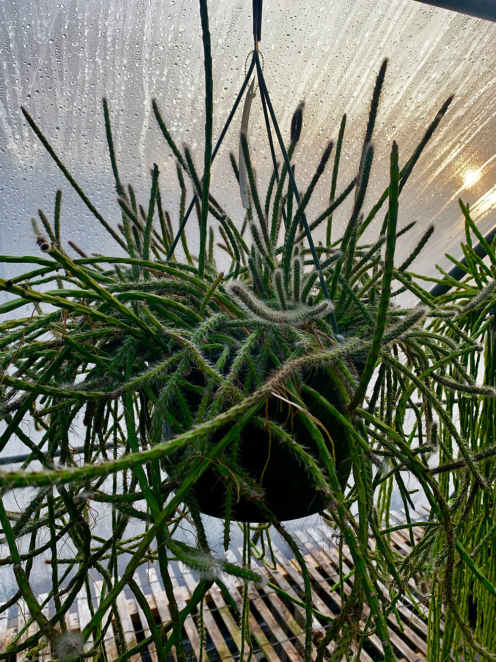 Rhipsalis dissimilis