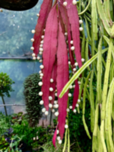 Rhipsalis ramulosa