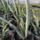 Thumbnail: Sansevieria 'Margarita Magic'
