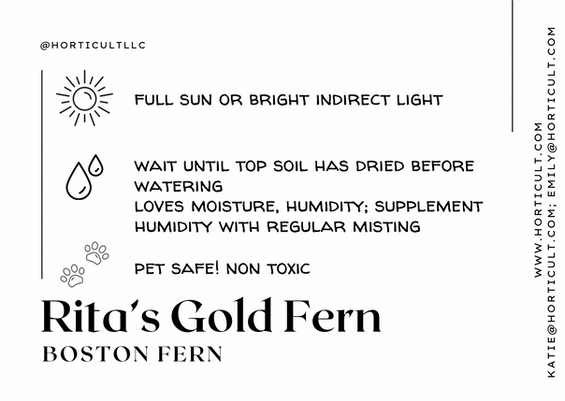 Boston Fern 'Rita's Gold' Care Card