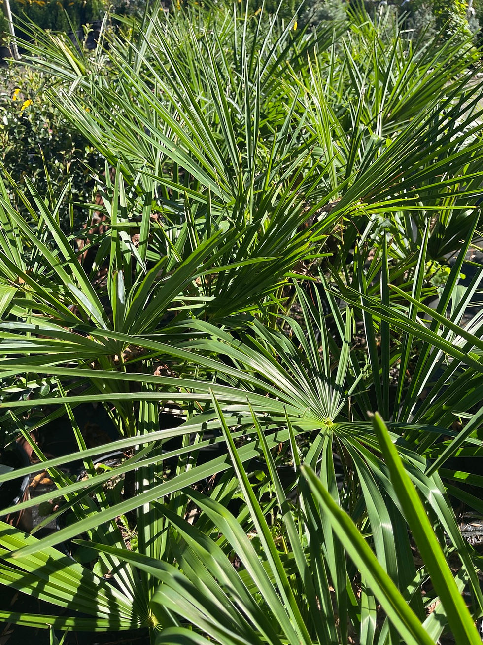 Thumbnail: Windmill Palm - 3 Gallon