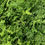Thumbnail: Climbing Asparagus Fern