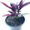 Thumbnail: Persian Shield - 1 Gallon
