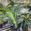 Thumbnail: White Bird of Paradise