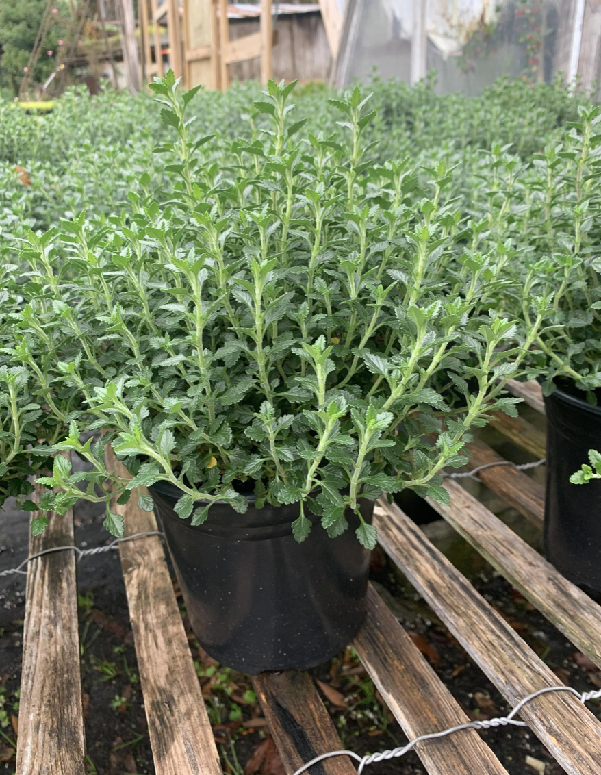 Thumbnail: Wall Germander