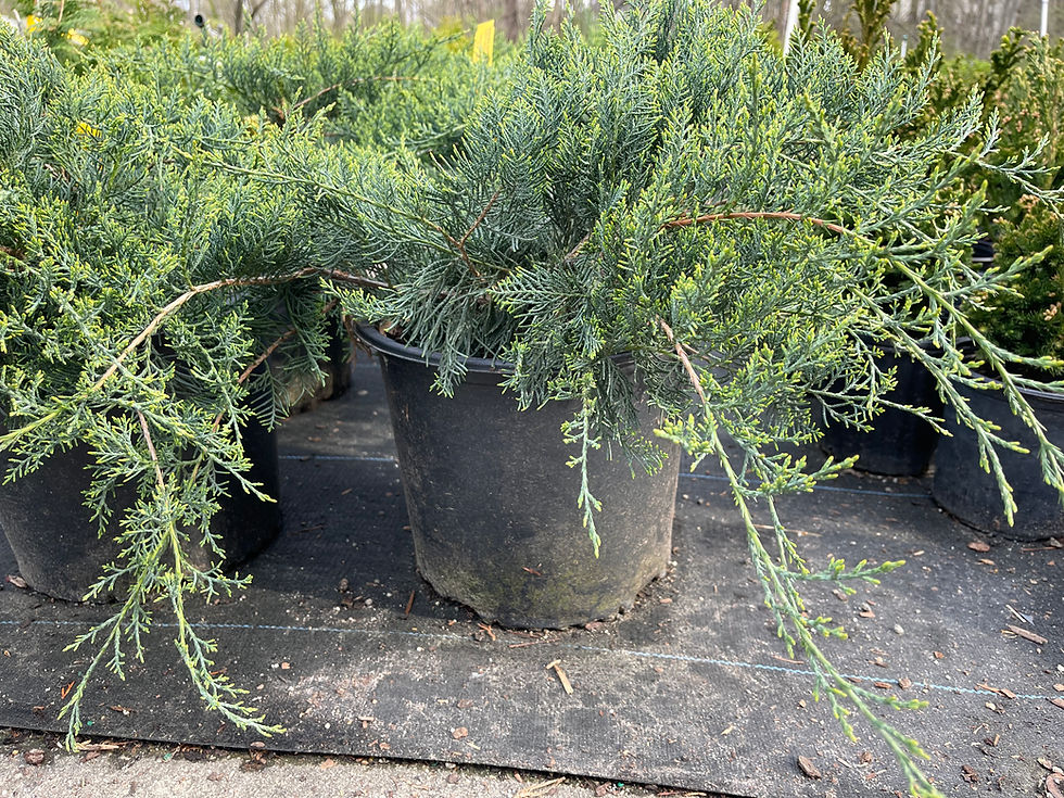 Thumbnail: Juniper 'Grey Owl' - 3 Gallon