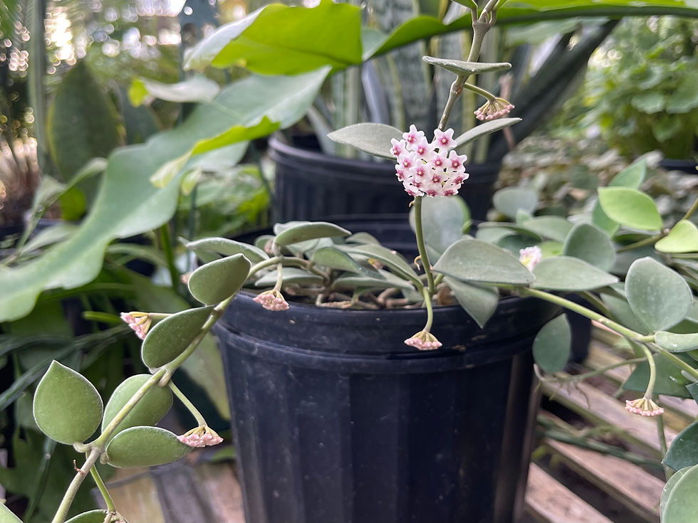 Thumbnail: Hoya nummularioides - 3.5"