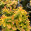 Thumbnail: Aaron's Beard Hypericum 'Brigadoon'