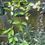 Thumbnail: Hoya carnosa exotica ‘Tricolor’ 