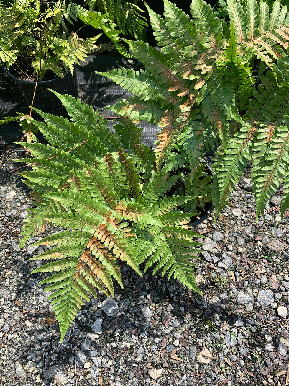 Thumbnail: Autumn Fern