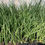 Thumbnail: Sansevieria Dwarf Canaliculata