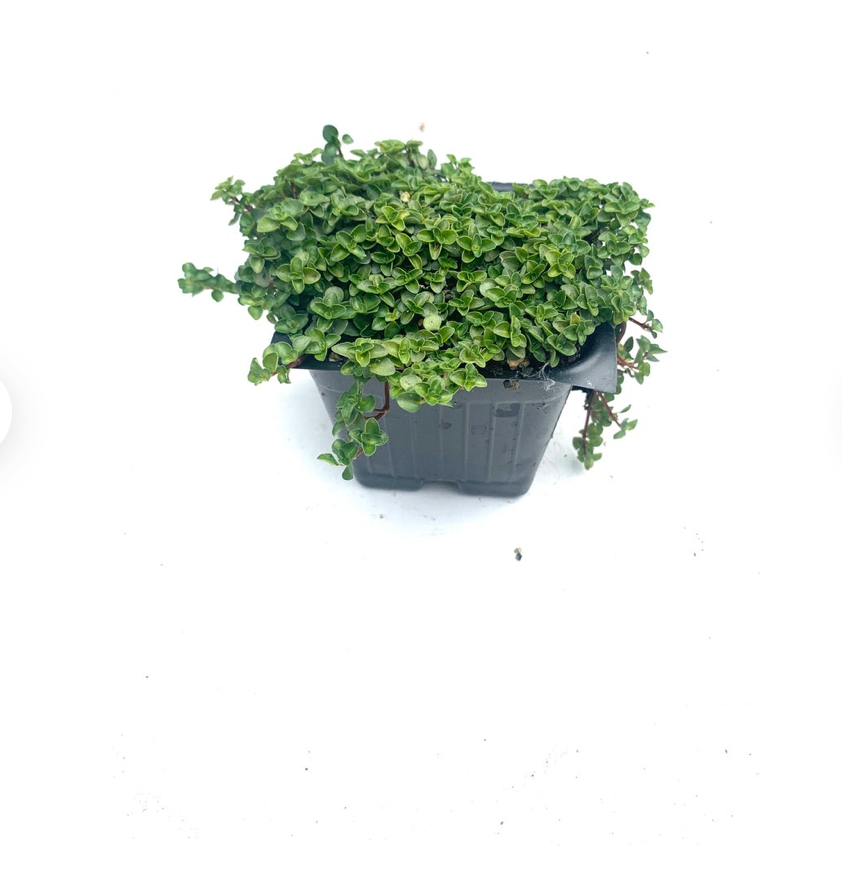Thumbnail: Pilea glauca 'Silver Sparkle'