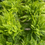 Thumbnail: Boston Fern - 6”