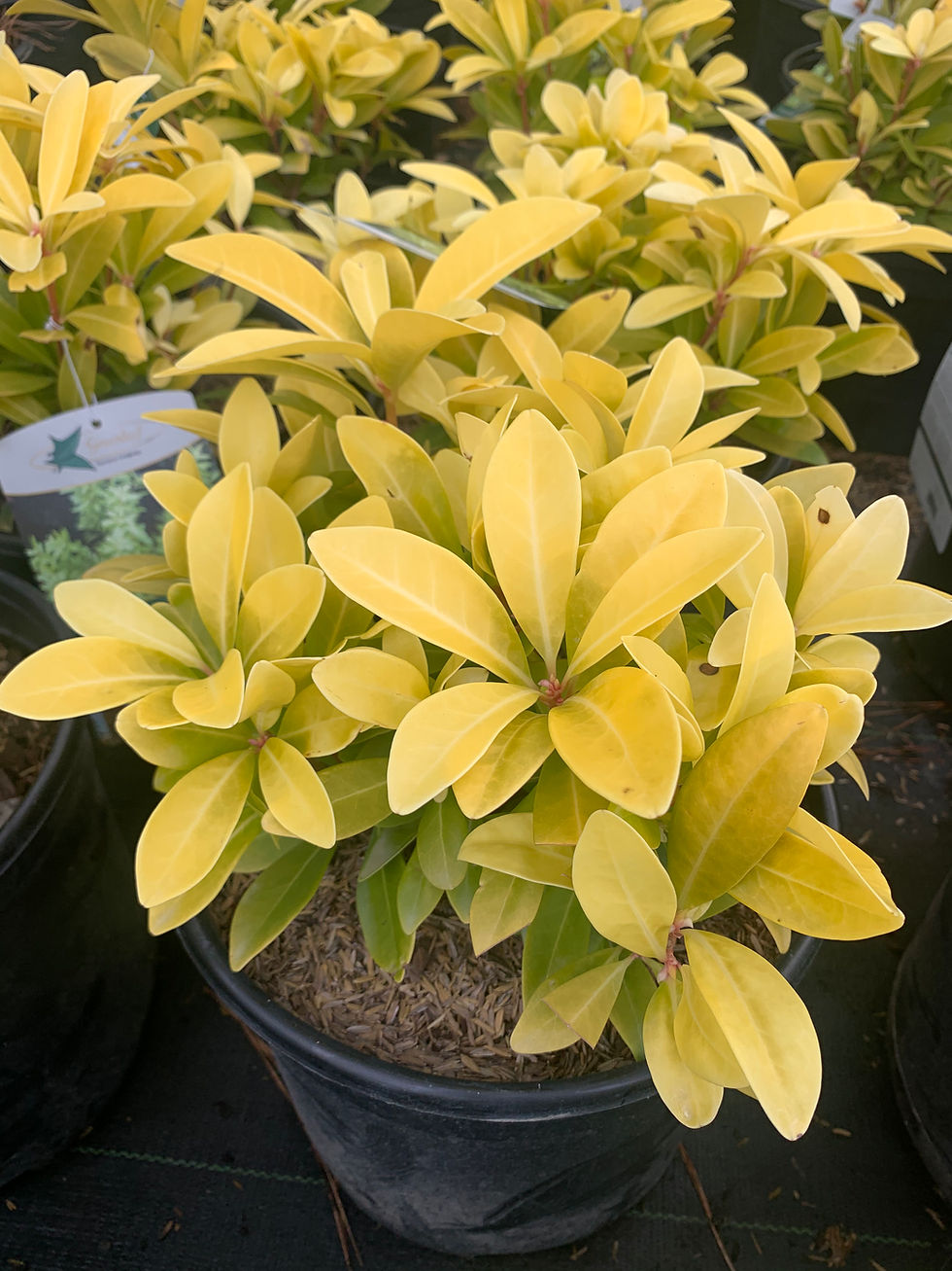 Thumbnail: Florida Sunshine Anise Shrub - 4 Gallon